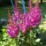 Астильба ЭЛИЗАБЕТ ВАН ВИН японская в Пинске