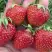 Клубника ВИМА ЗАНТА в Пинске