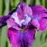 Ирис СИ Я ЛЕЙТЕР сибирский в Пинске