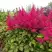 Астильба САННИ ДЕЙ гибридная в Пинске