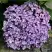 Гортензия АИША крупнолистная  в Пинске