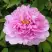 Пион ПРОЗРАЧНАЯ РОСА древовидный в Пинске