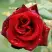 Роза ТАБУ чайно-гибридная в Пинске