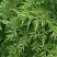 Туя СМАРАГД ВАРИЕГАТА западная в Пинске