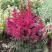 Астильба МУЛЕН РУЖ курчавая в Пинске