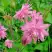 Аквилегия БАРЛОУ ПИНК гибрид МакКаны в Пинске