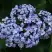 Гортензия АИША крупнолистная  в Пинске