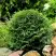 Туя ДАНИКА западная в Пинске