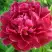 Пион КИТАЙСКИЙ ШЕЛК травянистый в Пинске