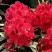 Рододендрон МАТАДОР в Пинске