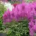 Астильба АМЕТИСТ Арендса в Пинске