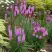 Лиатрис РОЗЕА колосковая в Пинске