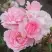 Роза БОНИКА флорибунда в Пинске