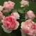 Роза ФИЛИНГ чайно-гибридная в Пинске