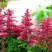Астильба ЮНИК КАРМИН гибридная в Пинске