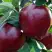 Яблоня РЕД ЧИФ в Пинске