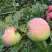 Яблоня УТРО в Пинске