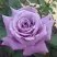 Роза МАЙЗЕР чайно-гибридная в Пинске
