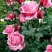 Роза ЭЙФЕЛЕВА БАШНЯ чайно-гибридная в Пинске