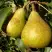 Груша ГЕНЕРАЛ ЛЕКЛЕРК в Пинске