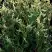 Туя ГОЛД ПЕРЛ западная в Пинске