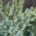 Можжевельник БЛЮ АЛЬПС китайский  в Пинске