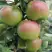 Яблоня МОСКОВСКОЕ ЗИМНЕЕ в Пинске