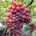 Виноград КРАСОТКА в Пинске