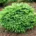 Ель НИДИФОРМИС обыкновенная в Пинске