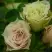 Роза ГРИН ДАЙМОНД миниатюрная в Пинске