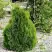 Туя МИКИ западная в Пинске
