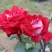 Роза АЛЬЯНС чайно-гибридная в Пинске