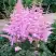 Астильба ГИАЦИНТ Арендса в Пинске