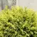 Туя ГОЛДЕН ГЛОБ западная в Пинске