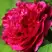 Пион НОЧНЫЕ ГРЕЗЫ древовидный в Пинске
