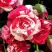 Роза ФАЙЕР ВОРКС миниатюрная в Пинске