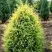 Можжевельник ГОЛД КОН обыкновенный в Пинске