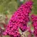 Буддлея давида РОЯЛ РЕД в Пинске