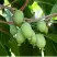 Актинидия РОГОВ аргута в Пинске