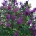 Сирень СУМЕРКИ в Пинске