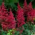 Астильба БУРГУНДИ РЕД Арендса в Пинске