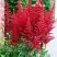 Астильба БУРГУНДИ РЕД Арендса в Пинске