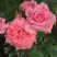 Роза ПЬЕР КАРДЕН чайно-гибридная в Пинске