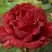 Роза РЕД ИНТУИШН чайно-гибридная в Пинске