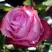 Роза ДИП ВОТЕР чайно-гибридная в Пинске