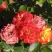 Роза ТАЙФУН спрей в Пинске