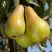 Груша КОНКОРД в Пинске
