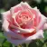 Роза ФРЕДЕРИК МИСТРАЛЬ чайно-гибридная в Пинске