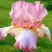 Ирис БЛАШИНГ ПИНК бородатый в Пинске