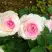 Роза ДОЛЬЧЕ ВИТА чайно-гибридная в Пинске